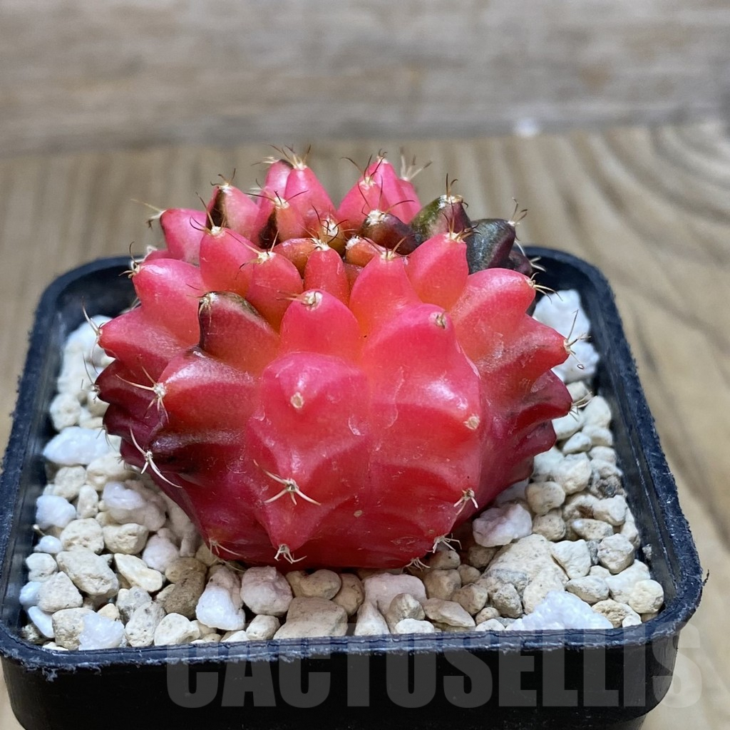 SH728 Gymnocalycium mihanovichii 'inermis' f. variegata - Image 2
