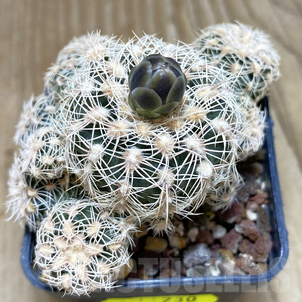SH730 Gymnocalycium bruchii HGR 05-124, old 7 years