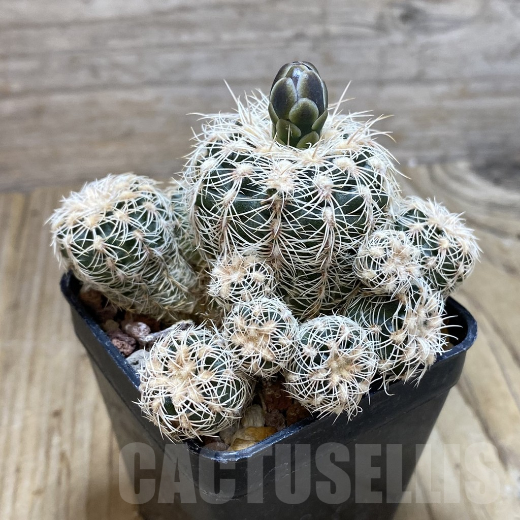 SH730 Gymnocalycium bruchii HGR 05-124, old 7 years - Image 2