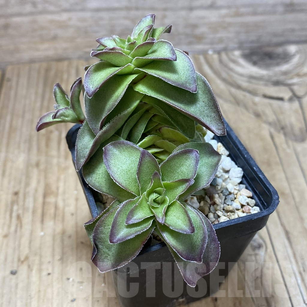 SH735 Crassula capitella hybrid - Image 2