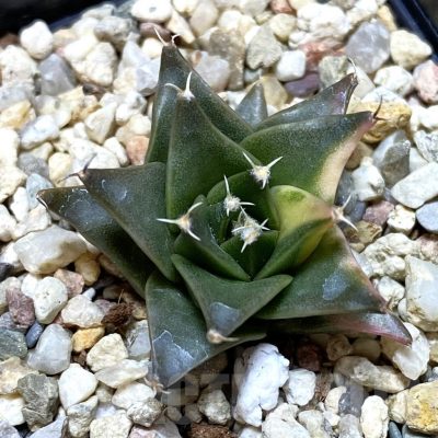 SH688 Obregonia denegrii f. variegata
