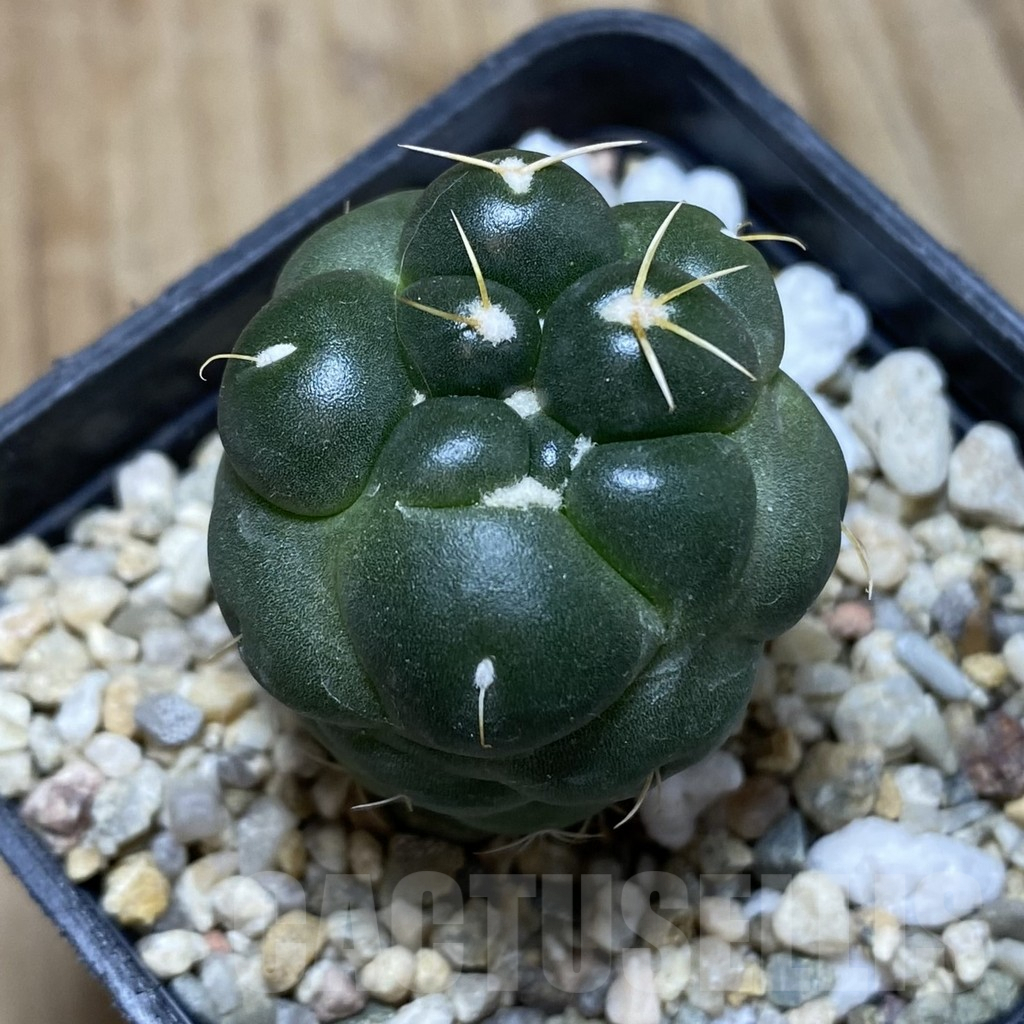 SH690 Coryphantha elephantidens ‘inermis’ - Image 2