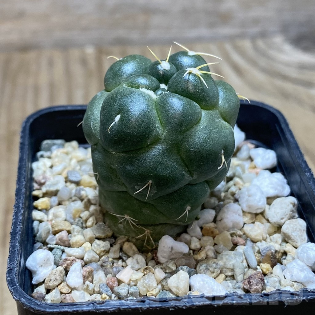 SH690 Coryphantha elephantidens ‘inermis’ - Image 3