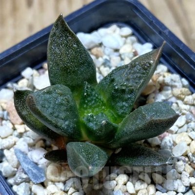 SH696 Ariocarpus fissuratus ‘Godzilla’ hybrid, seedling