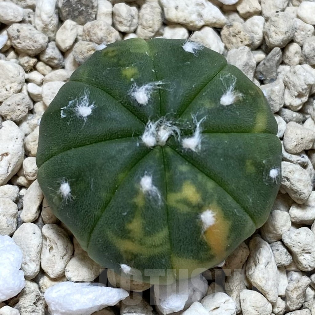 SH701 Astrophytum asterias f. variegata