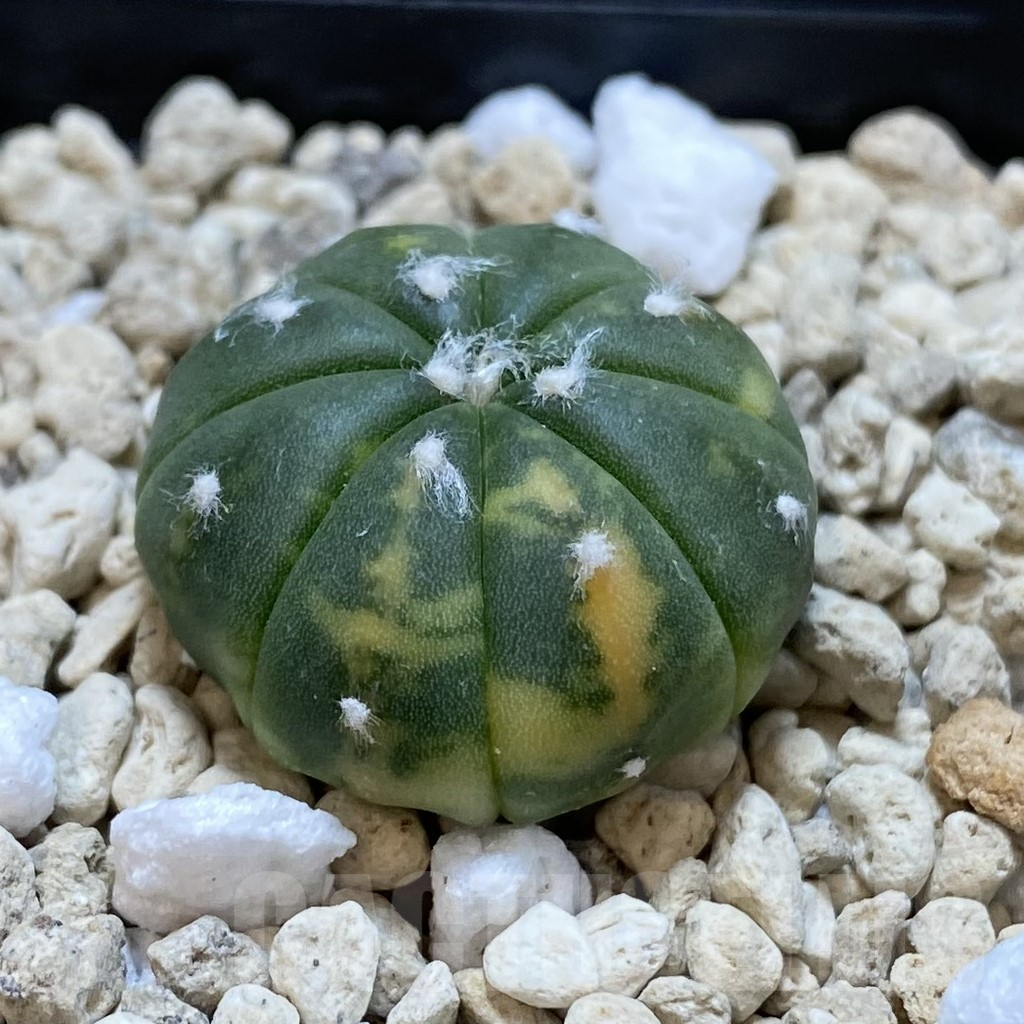 SH701 Astrophytum asterias f. variegata - Image 2
