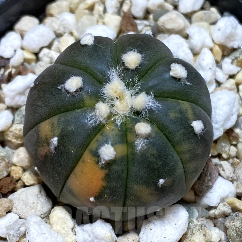 SH702 Astrophytum asterias f. variegata