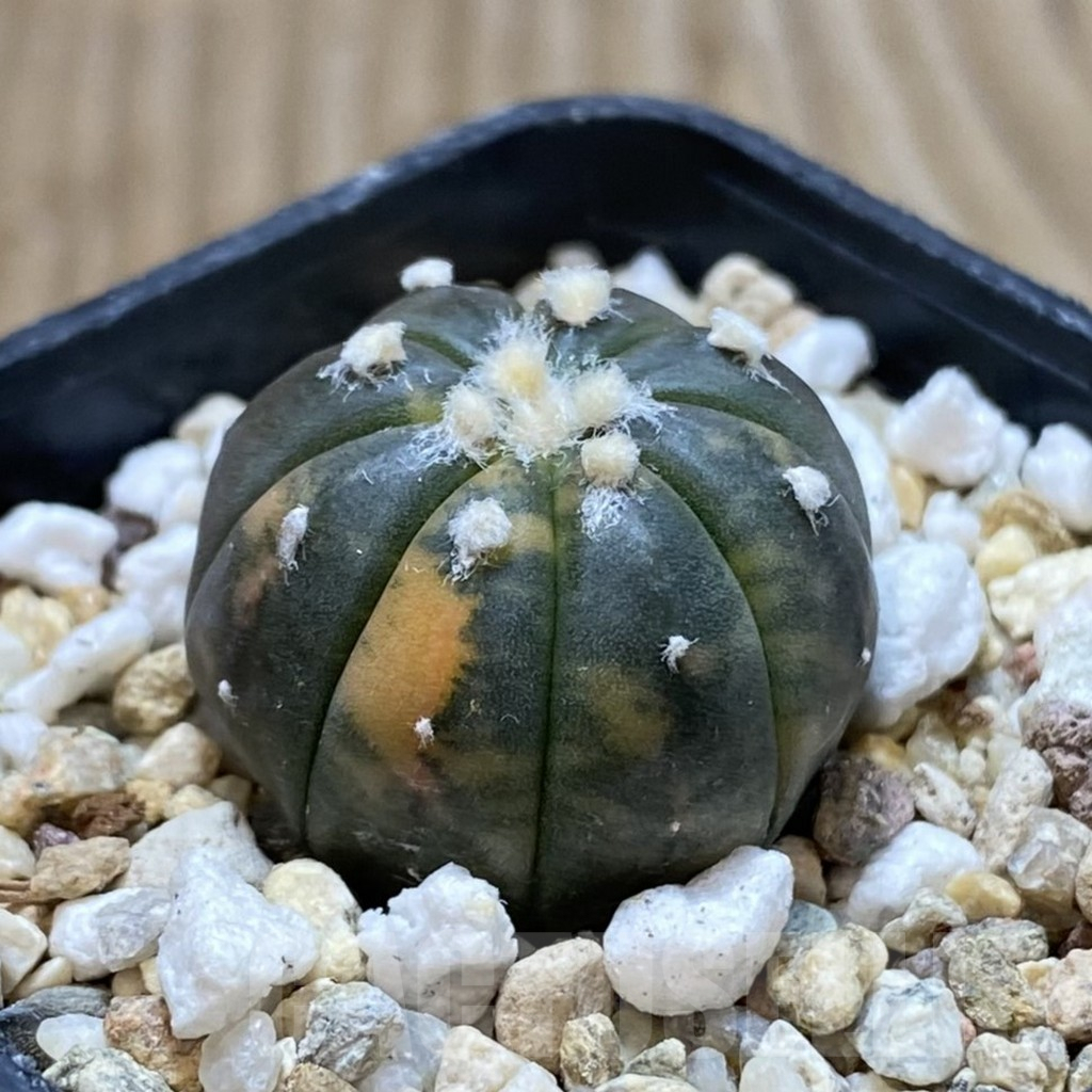 SH702 Astrophytum asterias f. variegata - Image 2