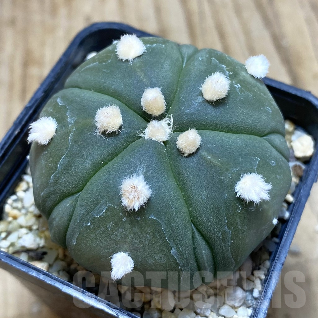 SH703 Astrophytum asterias ‘Kikko’ 5-ribs