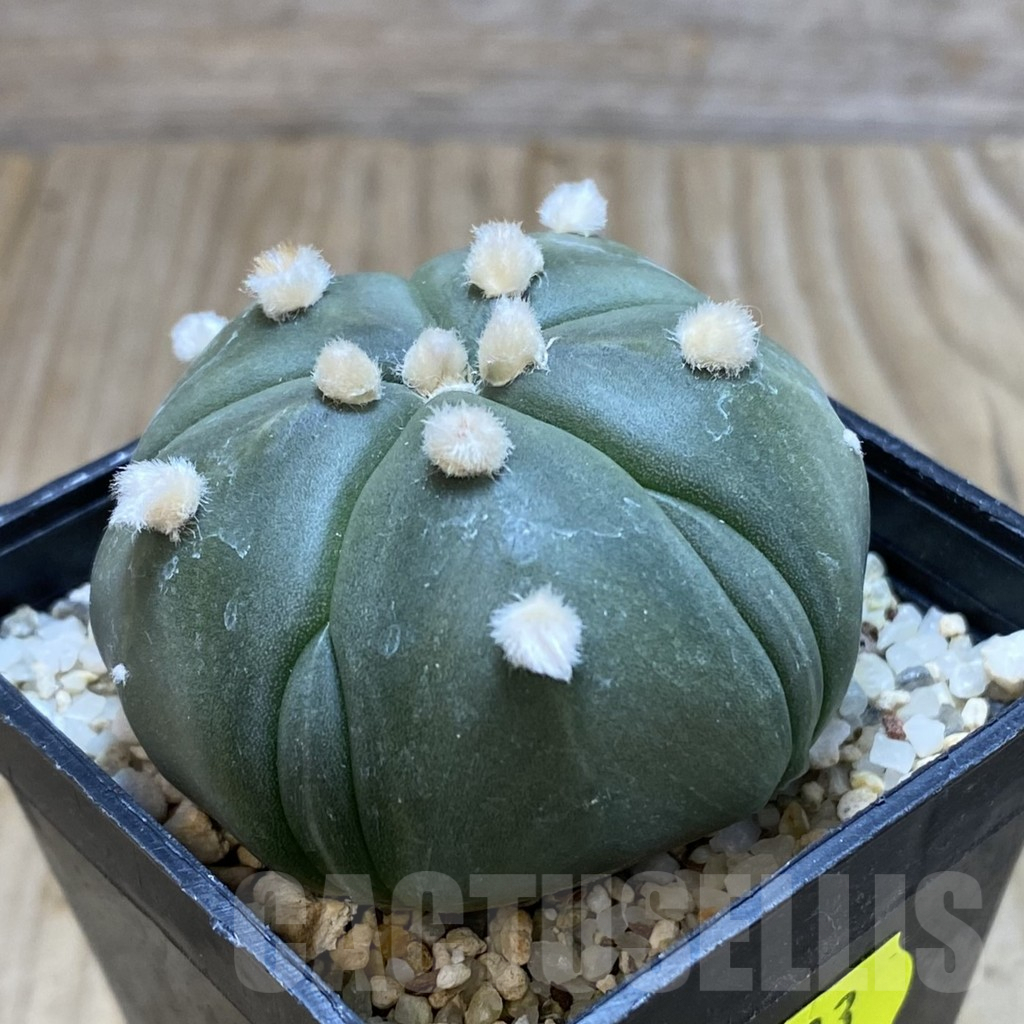 SH703 Astrophytum asterias ‘Kikko’ 5-ribs - Image 2