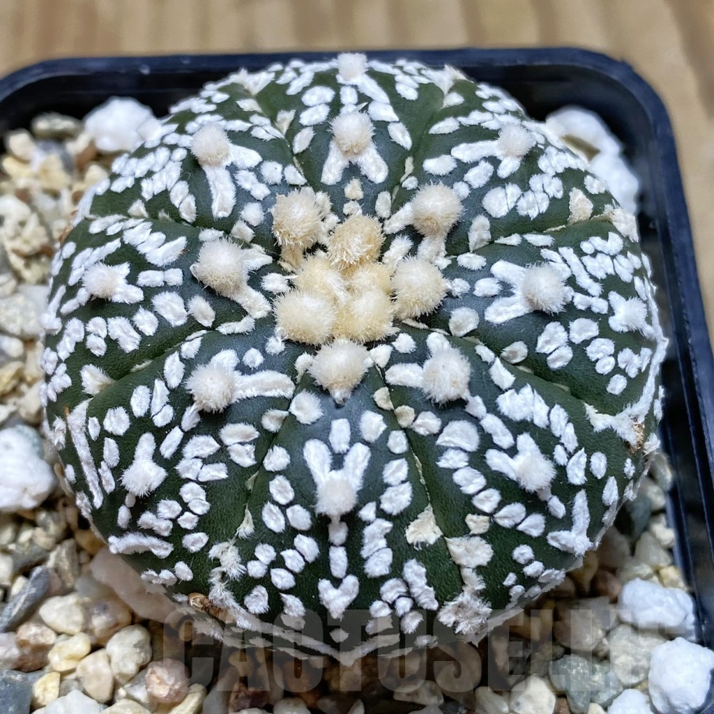 SH705 Astrophytum asterias ‘Kikko’ 5-ribs