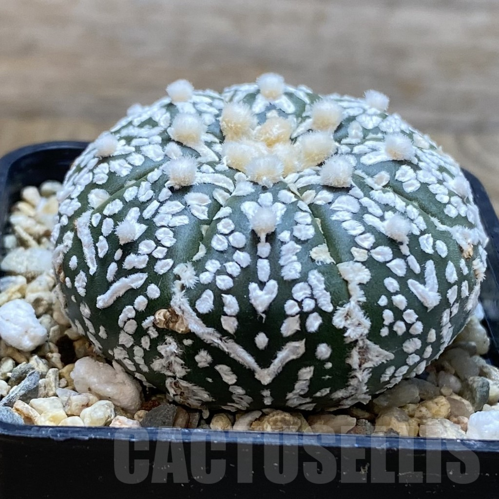 SH705 Astrophytum asterias ‘Kikko’ 5-ribs - Image 2