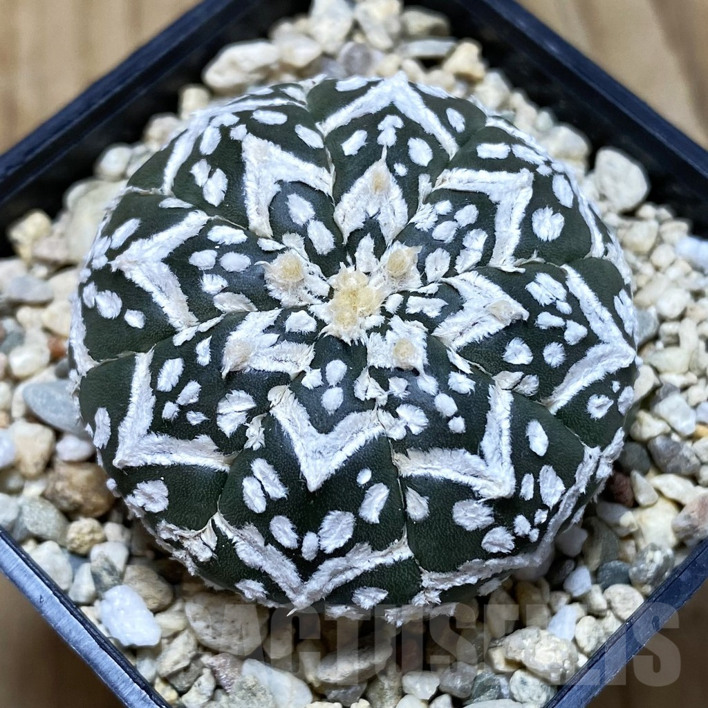 SH706 Astrophytum asterias ‘Kikko’ 5-ribs
