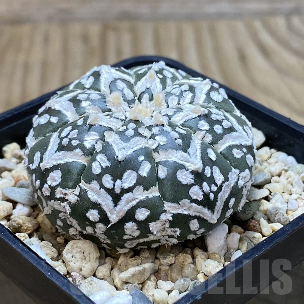 SH706 Astrophytum asterias ‘Kikko’ 5-ribs - Image 2