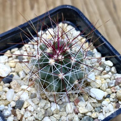 SH931 Ferocactus haematacanthus -El Amparo-