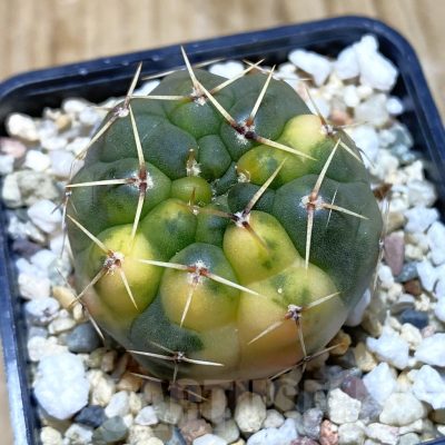 SH956 Gymnocalycium stellatum f. variegata, seedling