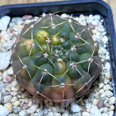 SH918 Gymnocalycium stellatum f. variegata, seedling
