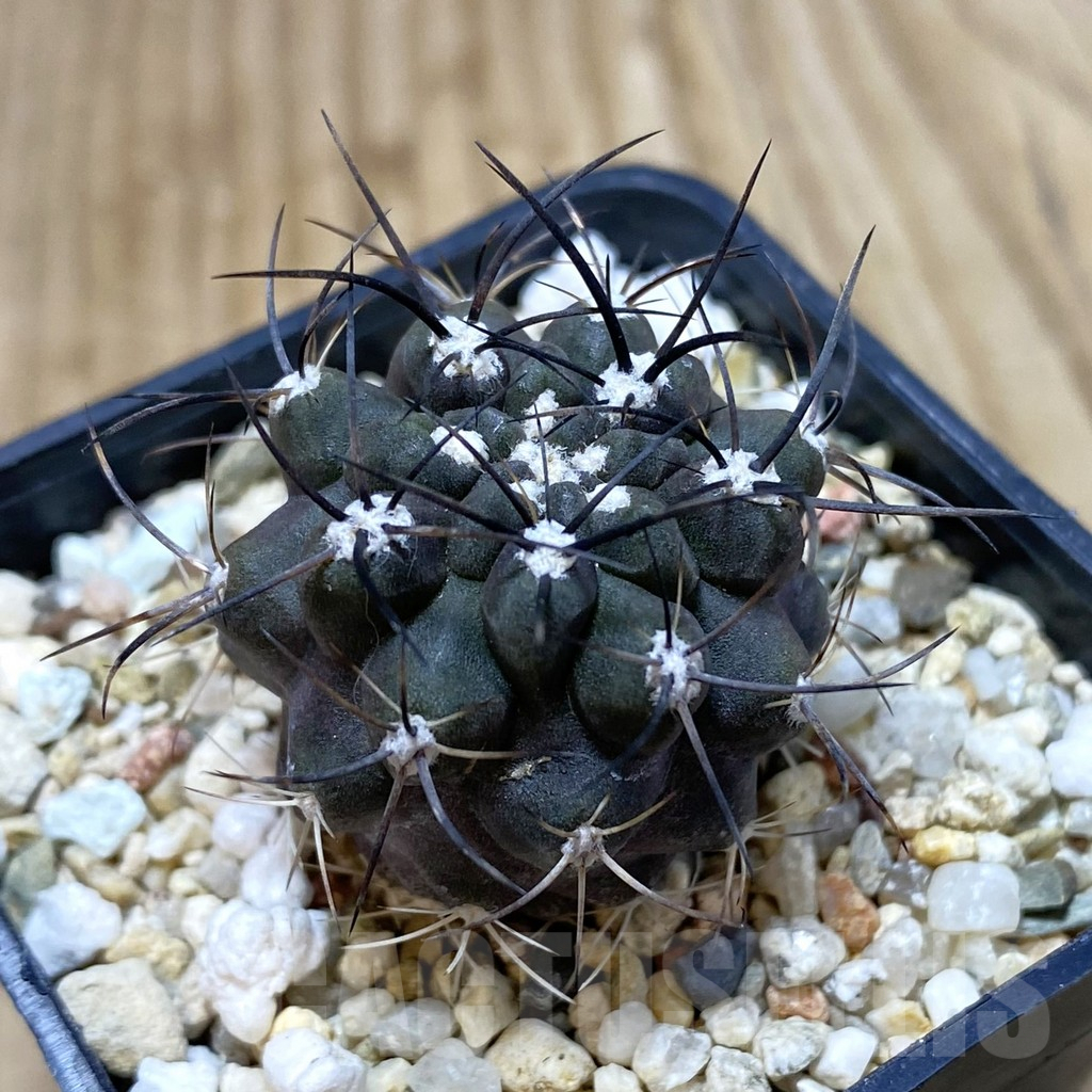 SH984 Eriosyce sp.