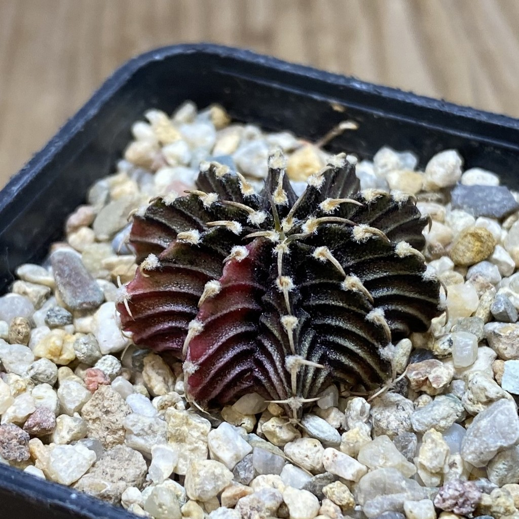 SH1213 Gymnocalycium friedrichii LB f. variegata, seedling - Image 2
