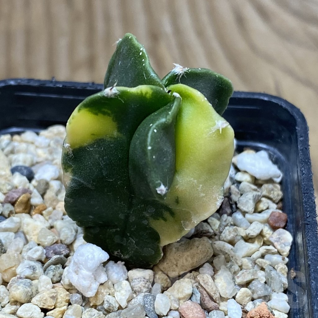 SH1218 Astrophytum myriostigma f. variegata - Image 2