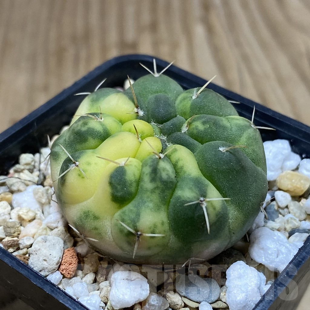 SH1241 Gymnocalycium stellatum f. variegata, seedling - Image 2