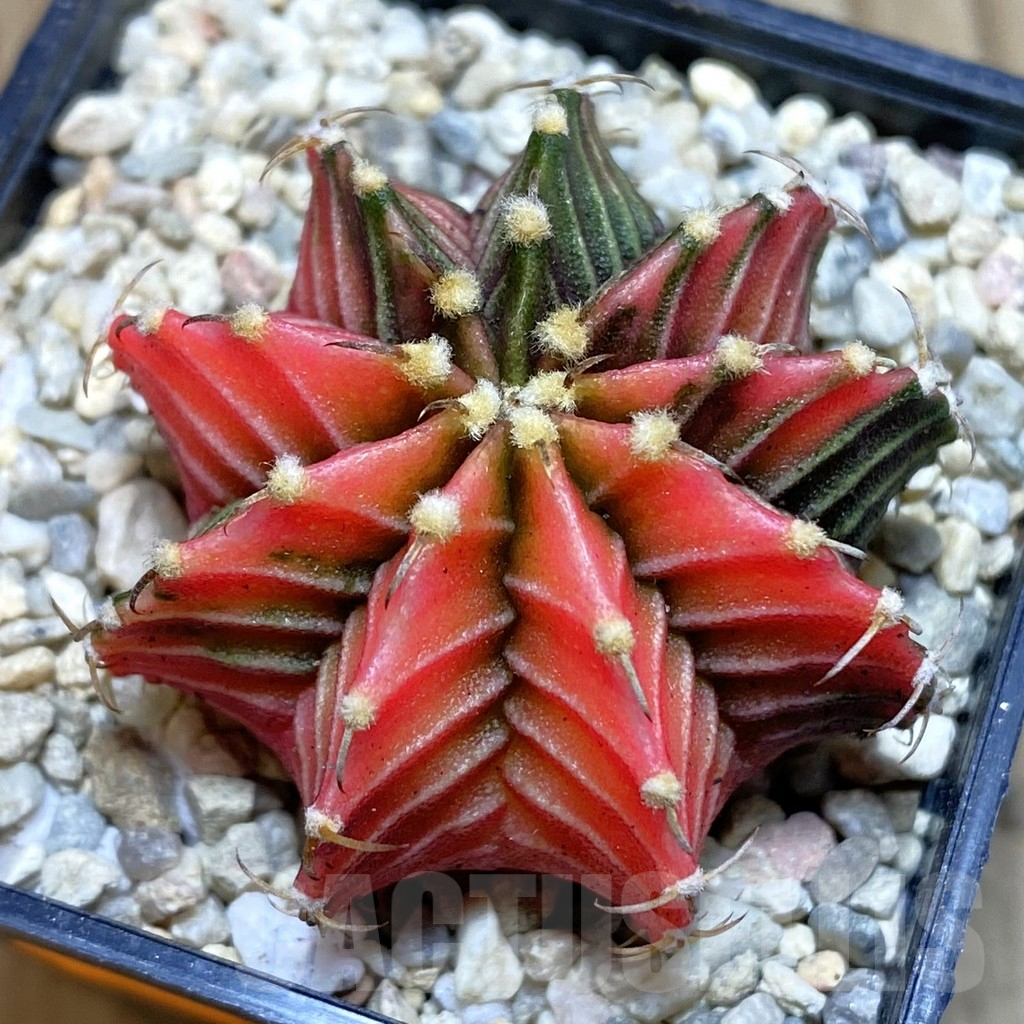 SH1525 Gymnocalycium friedrichii LB f. variegata, seedling