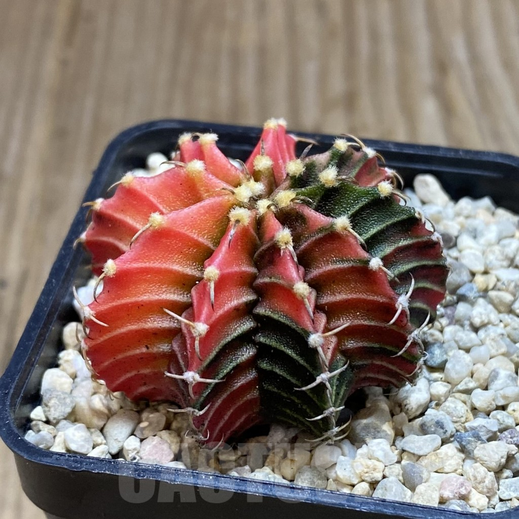SH1525 Gymnocalycium friedrichii LB f. variegata, seedling - Image 2