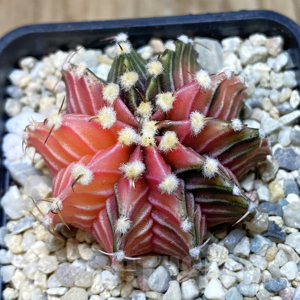 SH1530 Gymnocalycium friedrichii LB f. variegata, seedling