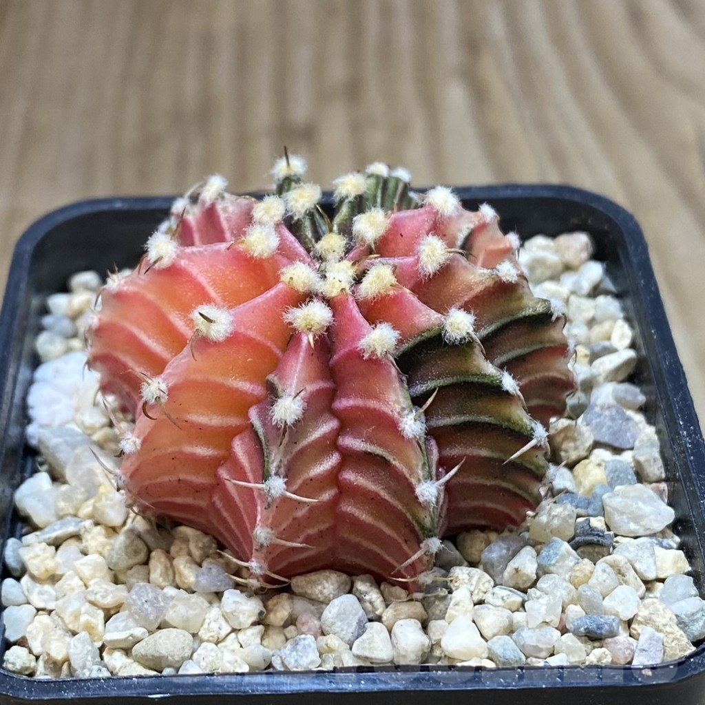 SH1530 Gymnocalycium friedrichii LB f. variegata, seedling - Image 2
