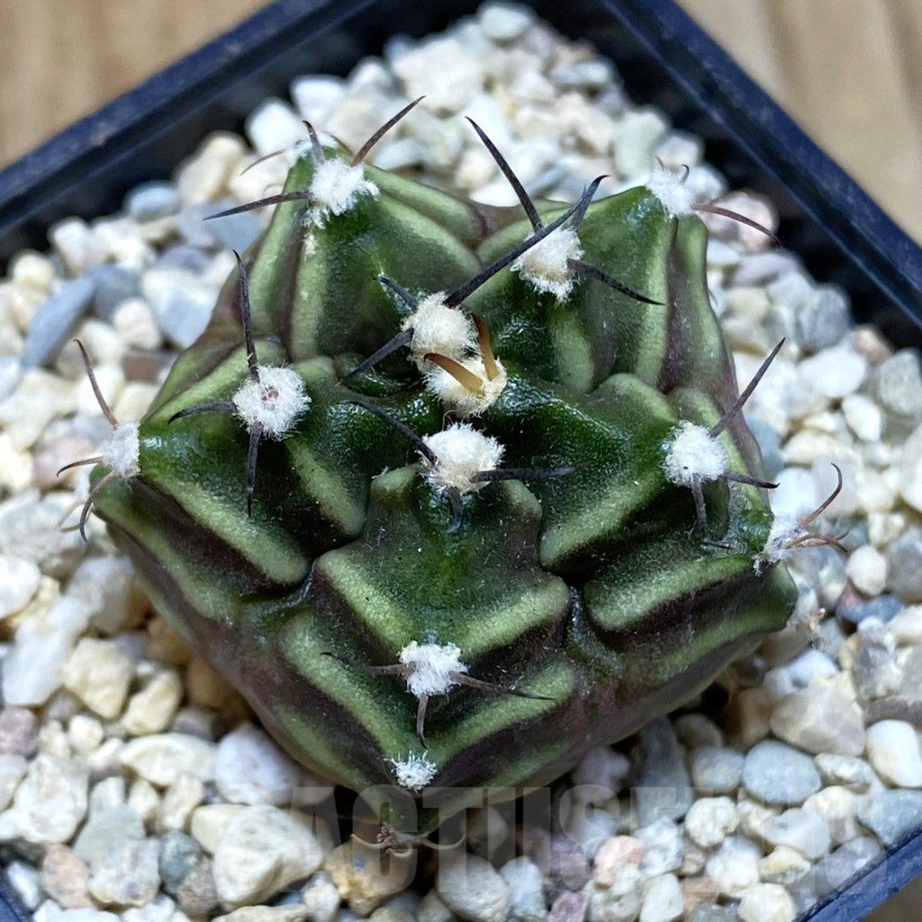 SH1531 Gymnocalycium mihanovichii 'Kikko' 5-ribs, seedling