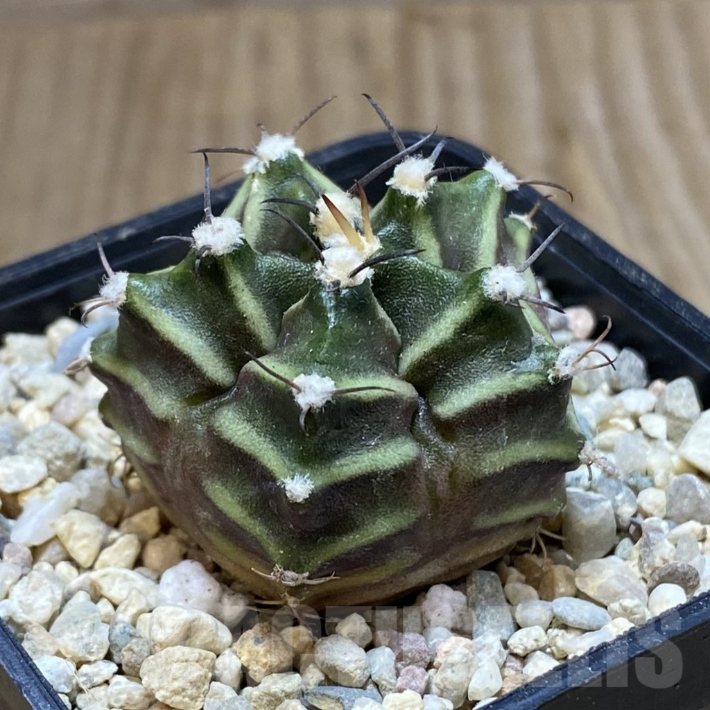 SH1531 Gymnocalycium mihanovichii 'Kikko' 5-ribs, seedling - Image 2