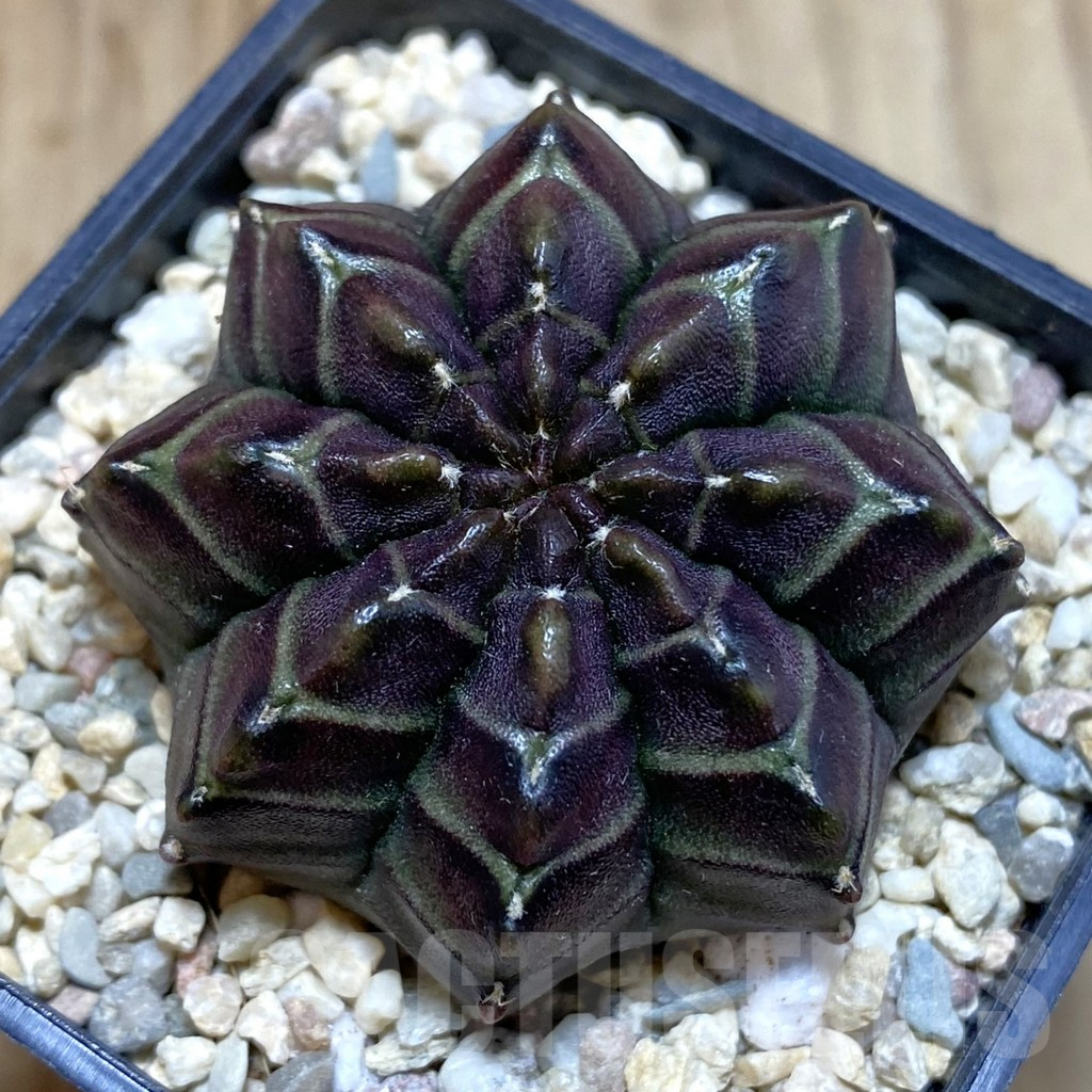 SH1534 Gymnocalycium mihanovichii 'Nana' x 'Day Dream', seedling