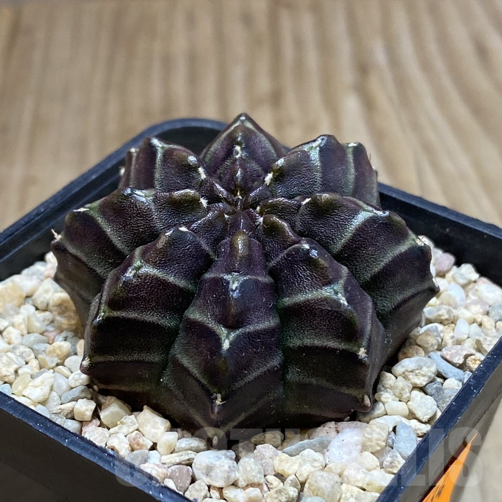 SH1534 Gymnocalycium mihanovichii 'Nana' x 'Day Dream', seedling - Image 2