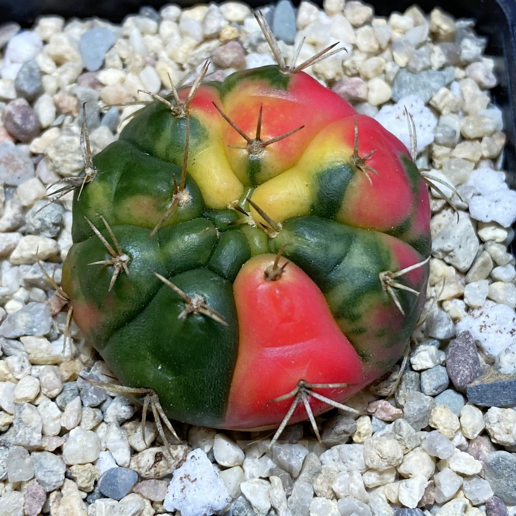 SH1543 Gymnocalycium damsii f.variegata - Image 2