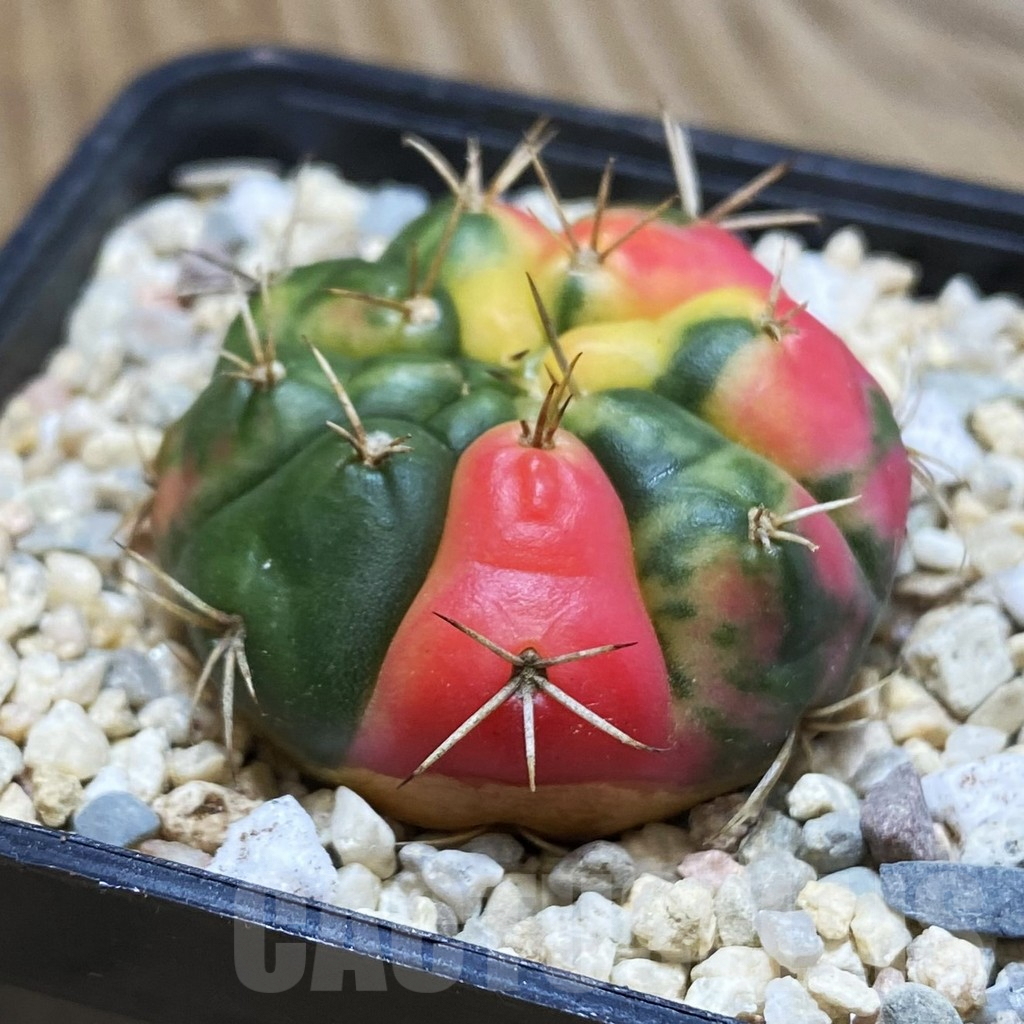 SH1543 Gymnocalycium damsii f.variegata - Image 3