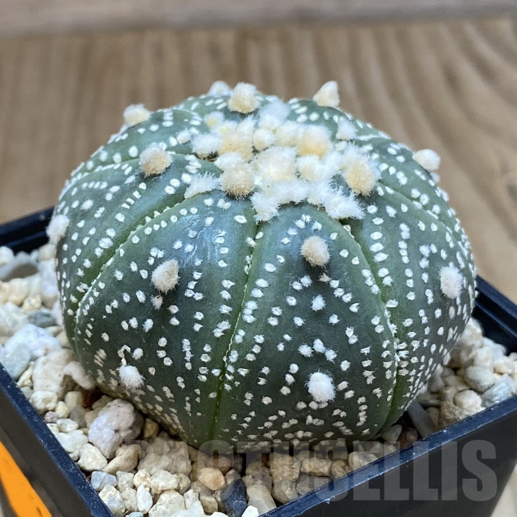 SH1634 Astrophytum asterias ‘Hanazono’ - Image 2