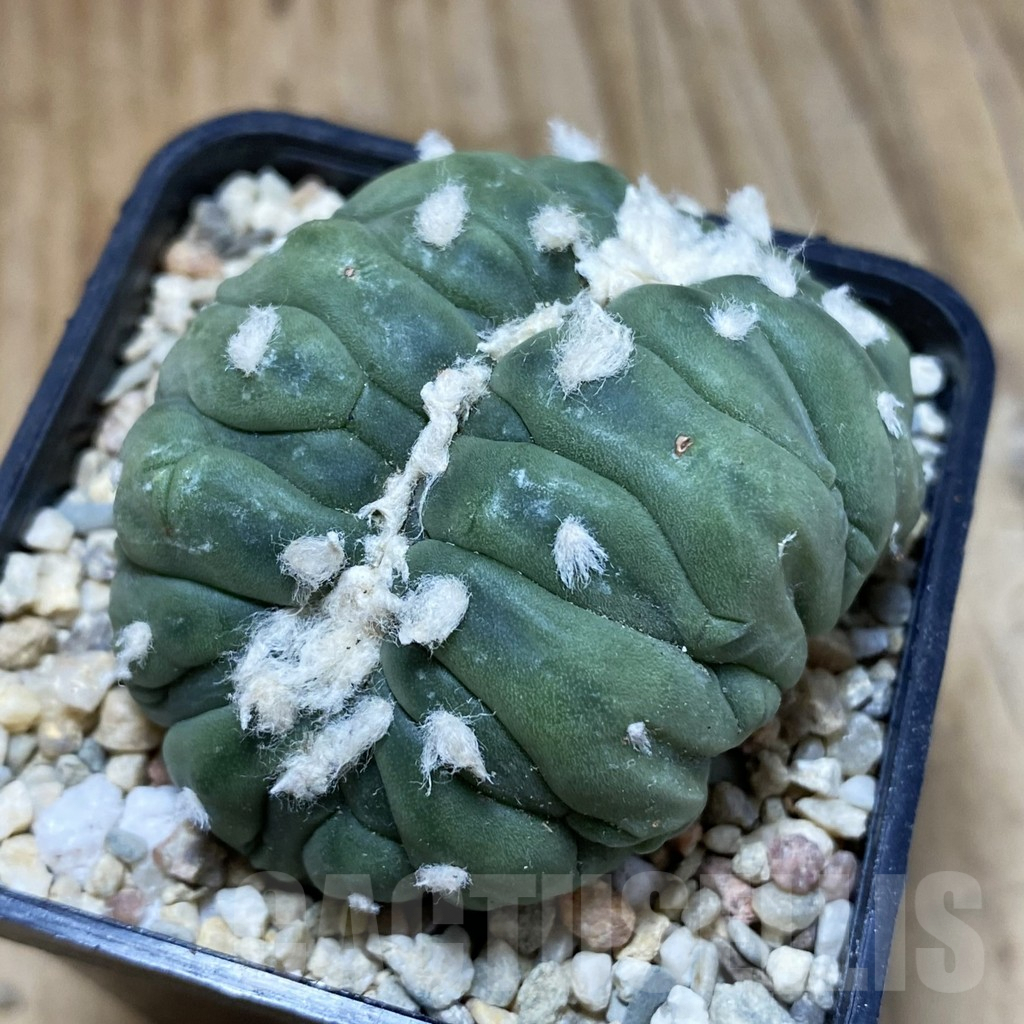 SH1642 Astrophytum asterias f. cristata - Image 2
