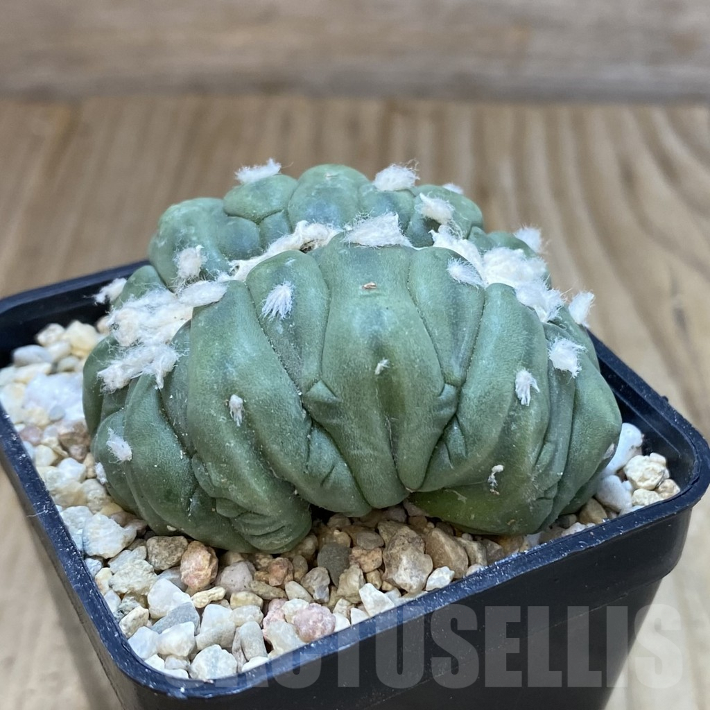 SH1642 Astrophytum asterias f. cristata - Image 3
