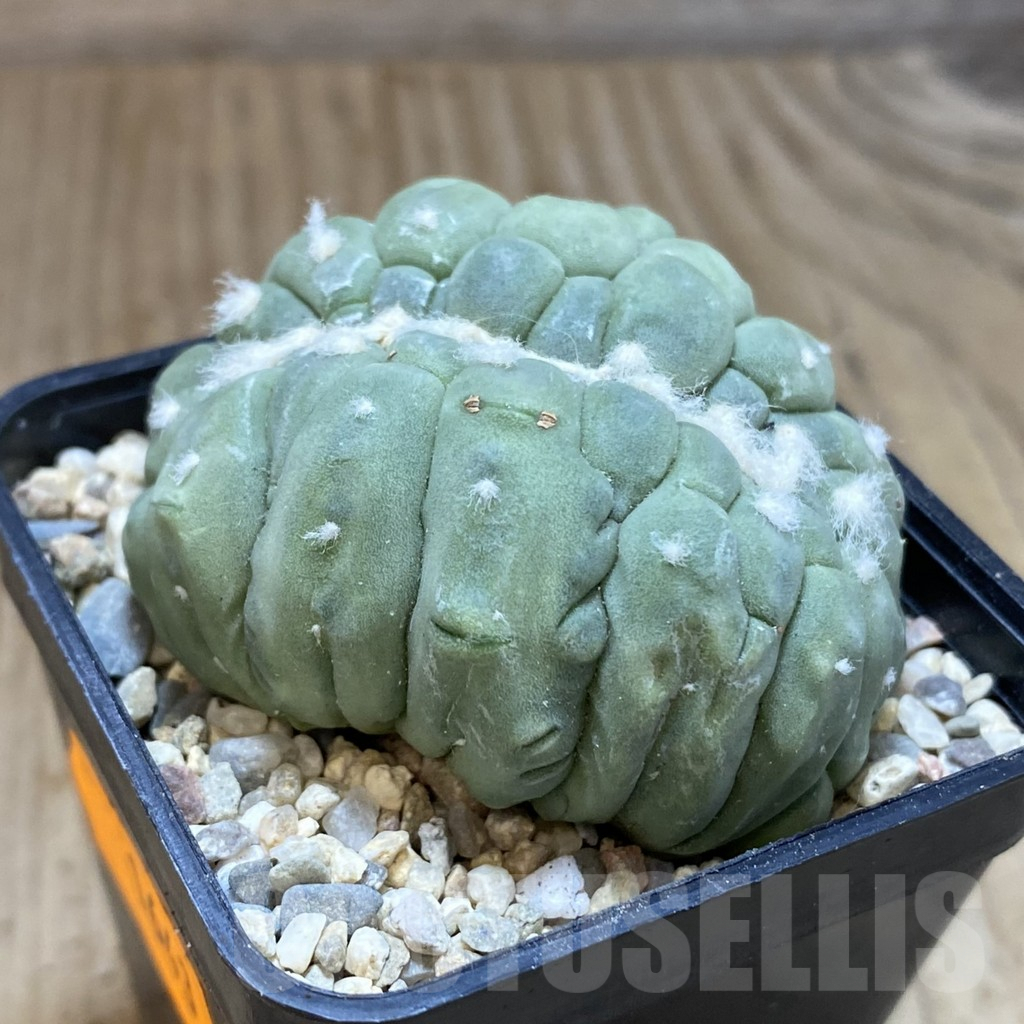 SH1643 Astrophytum asterias f. cristata - Image 2