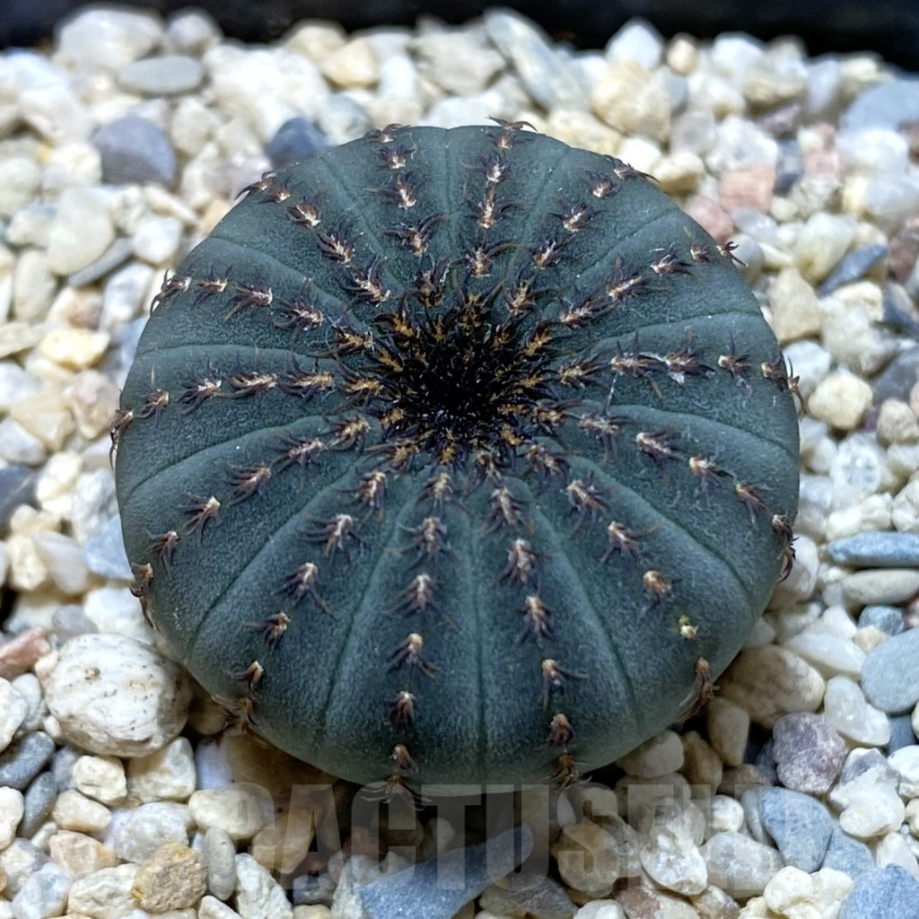 SH1644 Frailea asterioides
