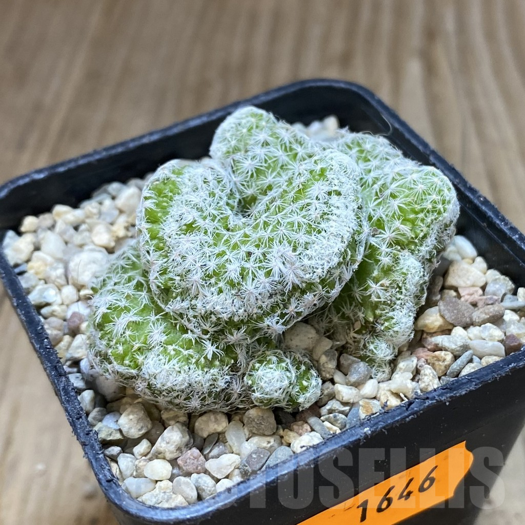 SH1646 Mammillaria humboldtii f. cristata - Image 2