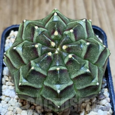 SH1653 Gymnocalycium mihanovichii ‘Day Dream’, seedling