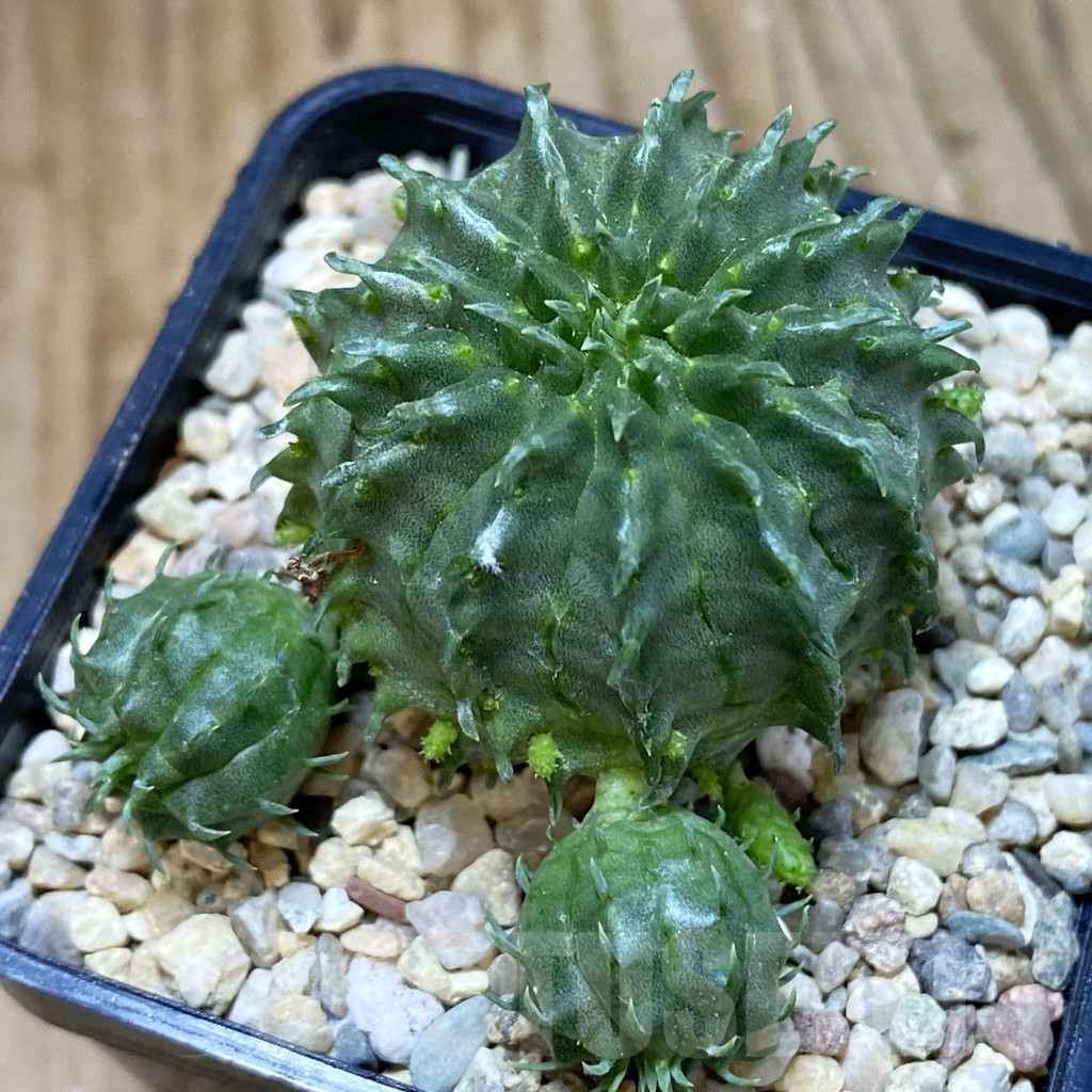 SH1605 Euphorbia susannae 'Marloth'