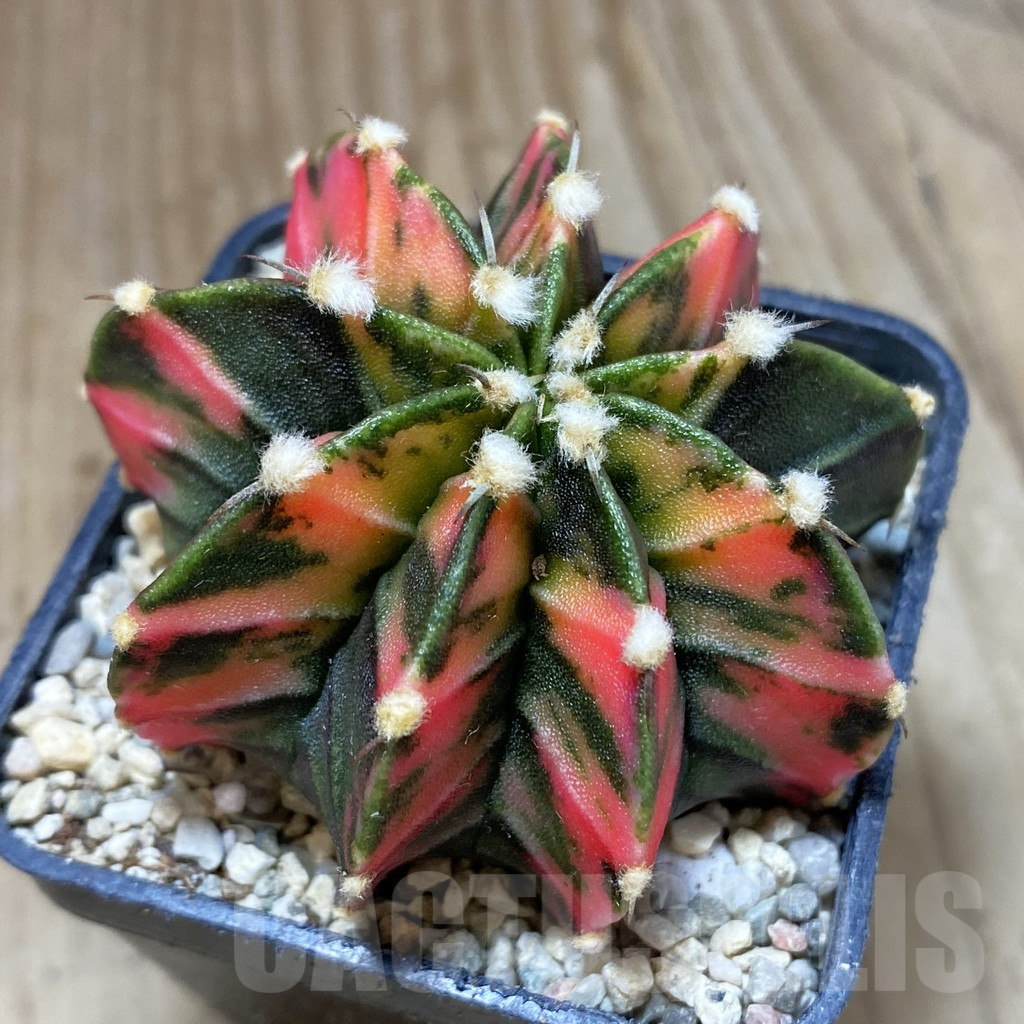 SH1659 Gymnocalycium friedrichii f. variegata, seedling - Image 2