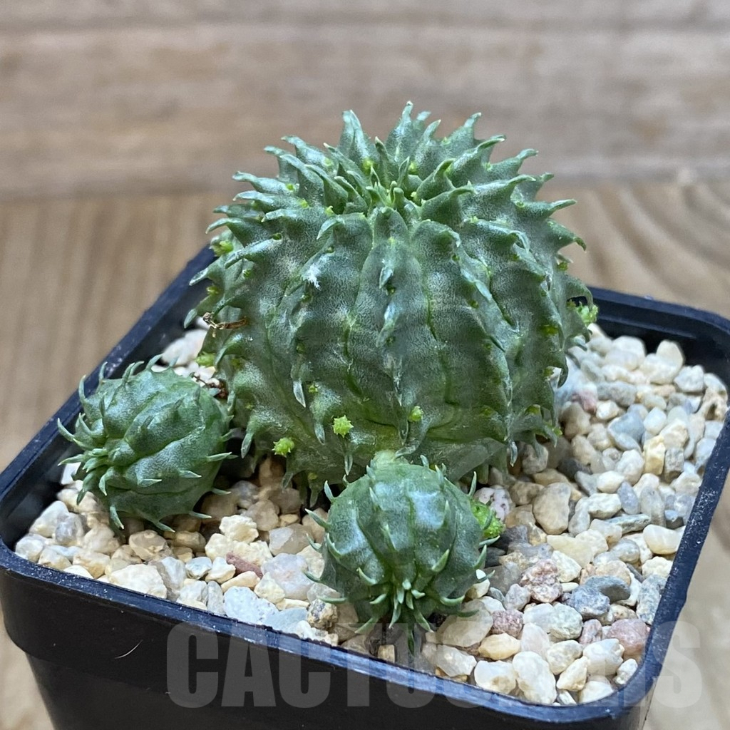 SH1605 Euphorbia susannae 'Marloth' - Image 2