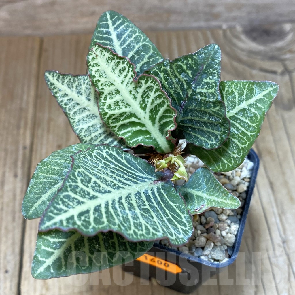 SH1600 Euphorbia francoisii hybrid