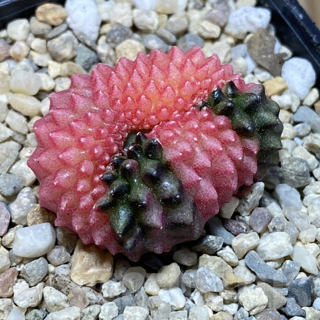 SH1668 Gymnocalycium mihanovichii ‘inermis’ f. variegata cristata - Image 2