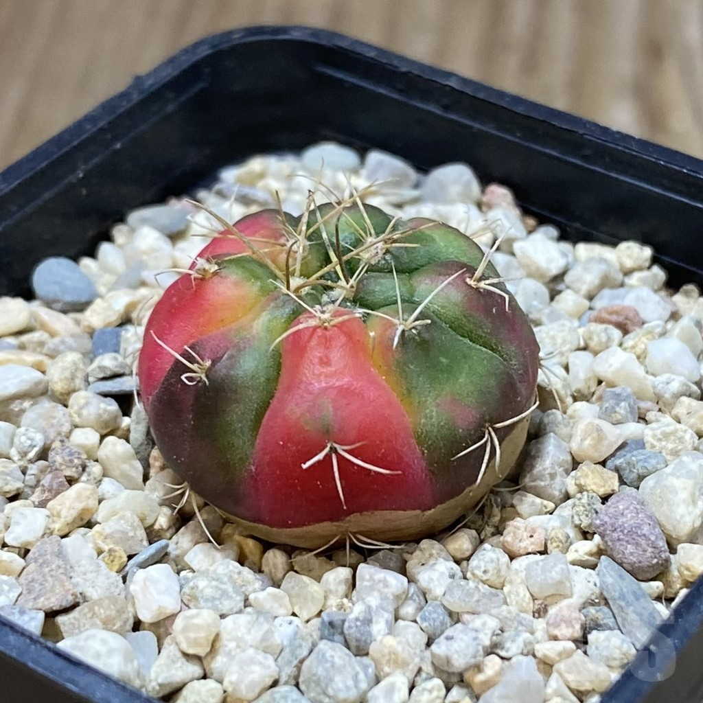 SH1669 Gymnocalycium damsii f. variegata - Image 2