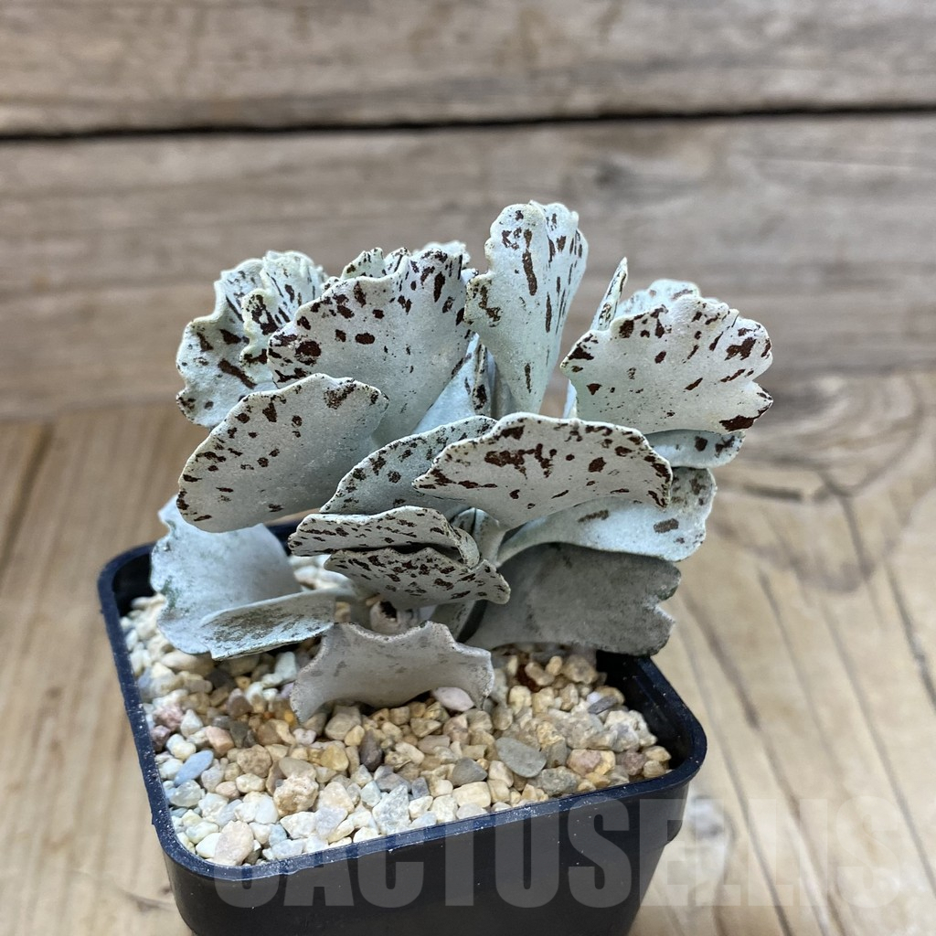 SH1608 Kalanchoe rhombopilosa - Image 2