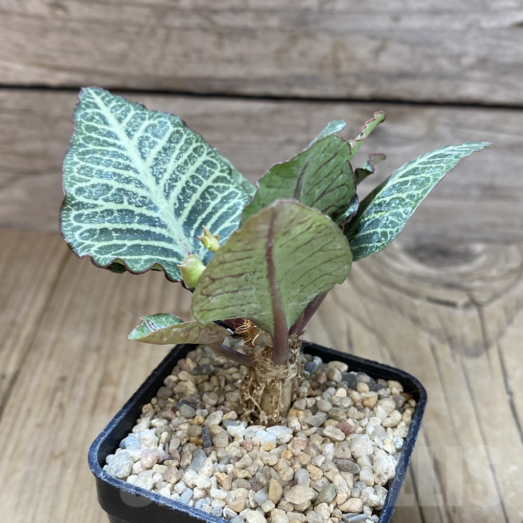 SH1600 Euphorbia francoisii hybrid - Image 2